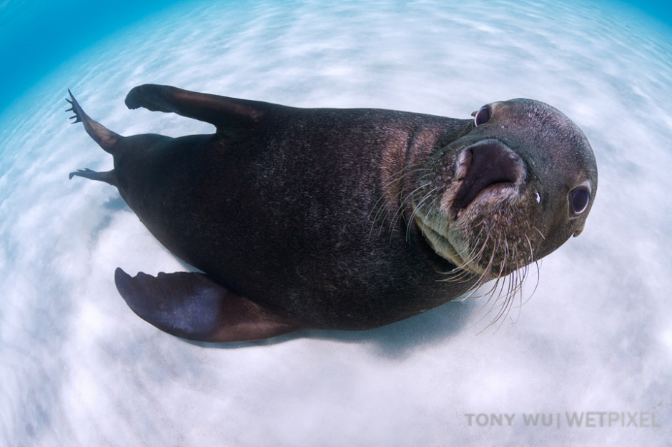 Inquisitive young sea lion lying in white sand looking straight at the camera.
