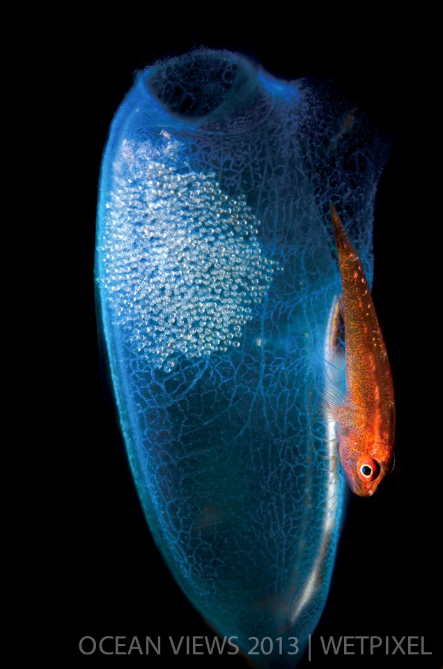 **Fourth Prize**: Steven Kovacs. "*Goby and eggs*".