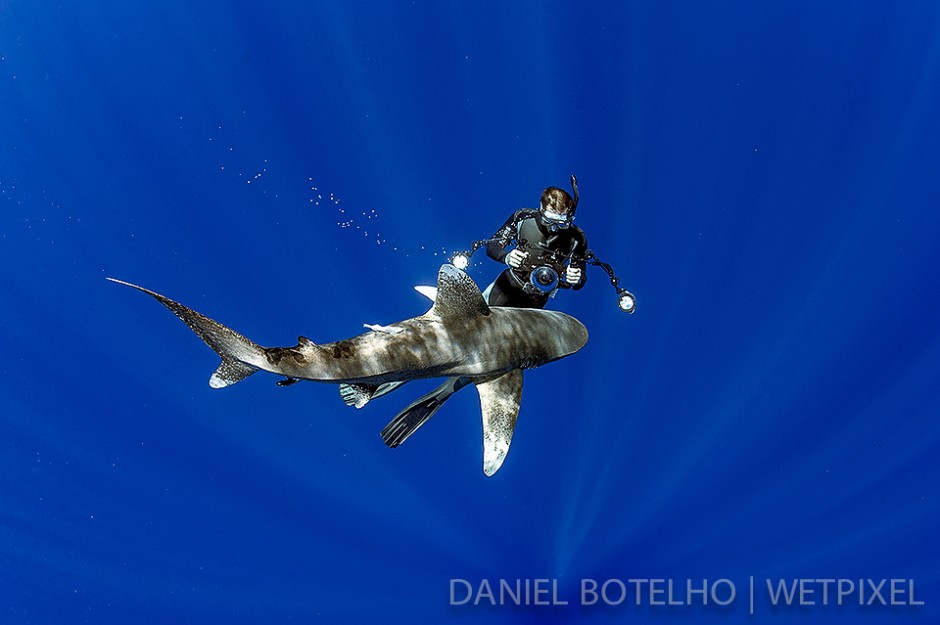 Vincent Canabal and oceanic white tip.