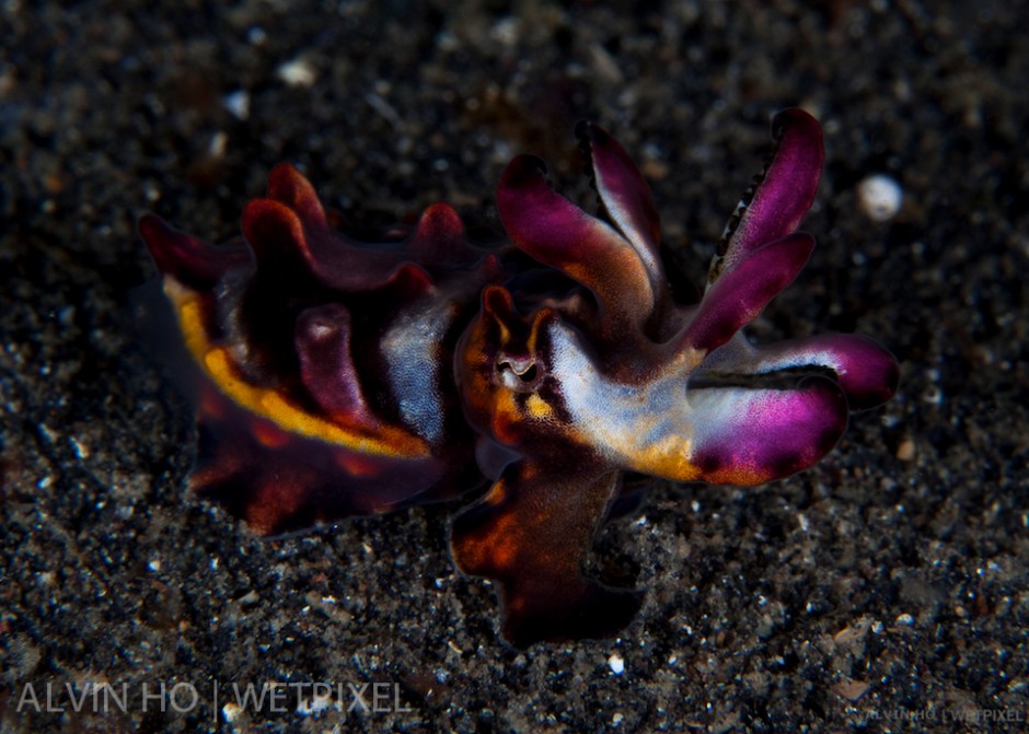 Juvenile Flamboyant Cuttlefish (*Metasepia pfefferi*) shows off all the gaudy colors of an adult.