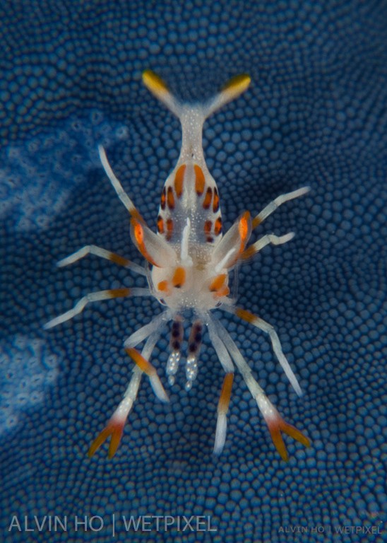 Juvenile Tiger Shrimp (*Phyllognathia ceratophthalmus*).