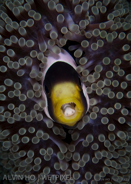 Clark's Anemone Fish (*Amphipnon clarkii*) with tongue biter isopod in it's mouth.