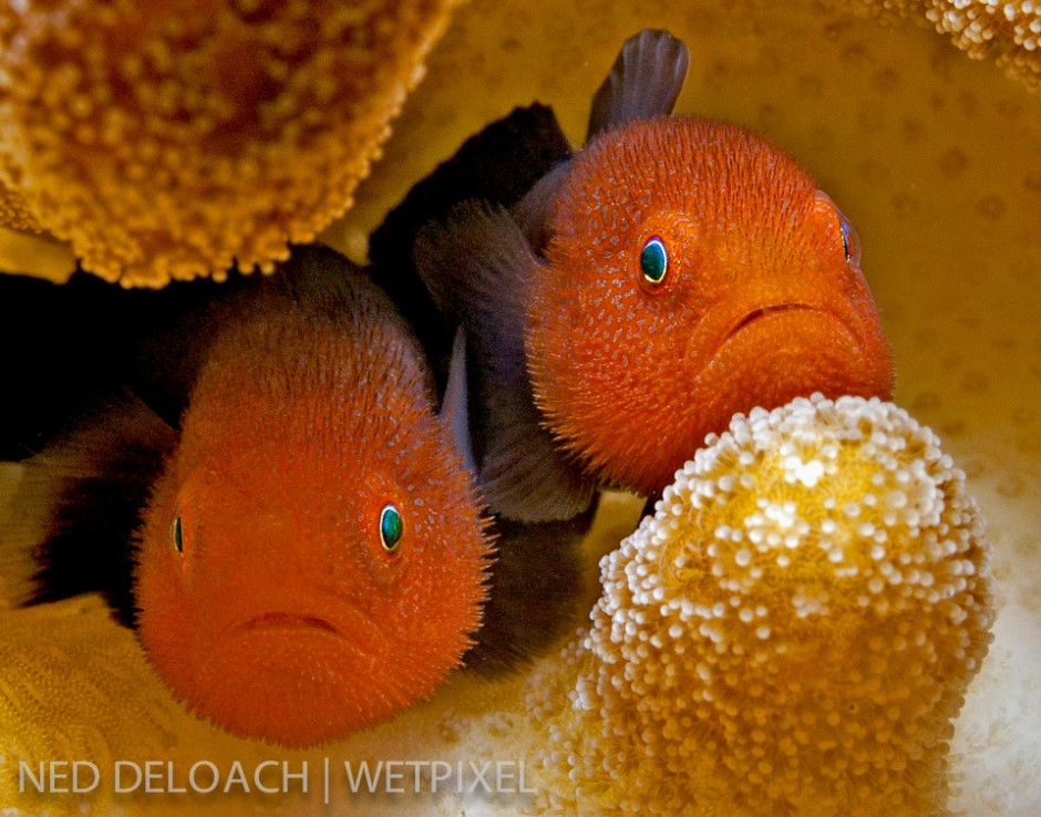 A pair of Redhead Coralgobies, (*Paragobiodon echinocephalus*), stare out from their Frisbee-sized coral home like puppies in a pound. The pair initiated my quest to track down and photograph as many coral gobies as I could find. Ambon, Indonesia.
