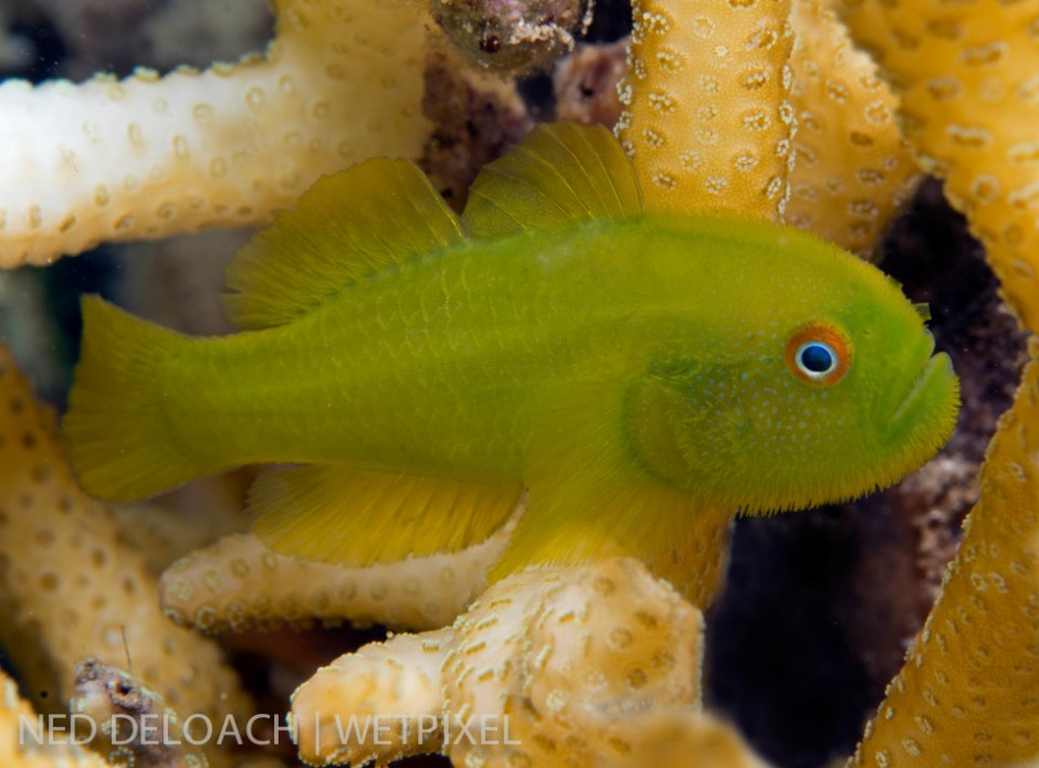 Interestingly the Golden Coralgoby, (*P. xanthosoma*), isn't always golden. During the hour it took to get a clear shot, one of the pair I was observing slowly transforms from yellow to emerald green.