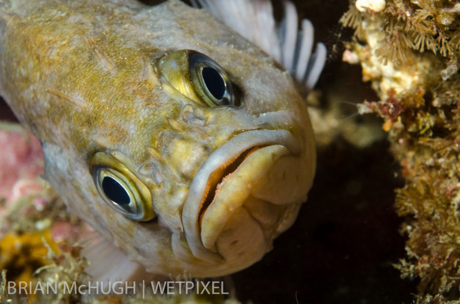 Kelp rockfish (*Sebastes atrovirens*) at Anacapa Island, California