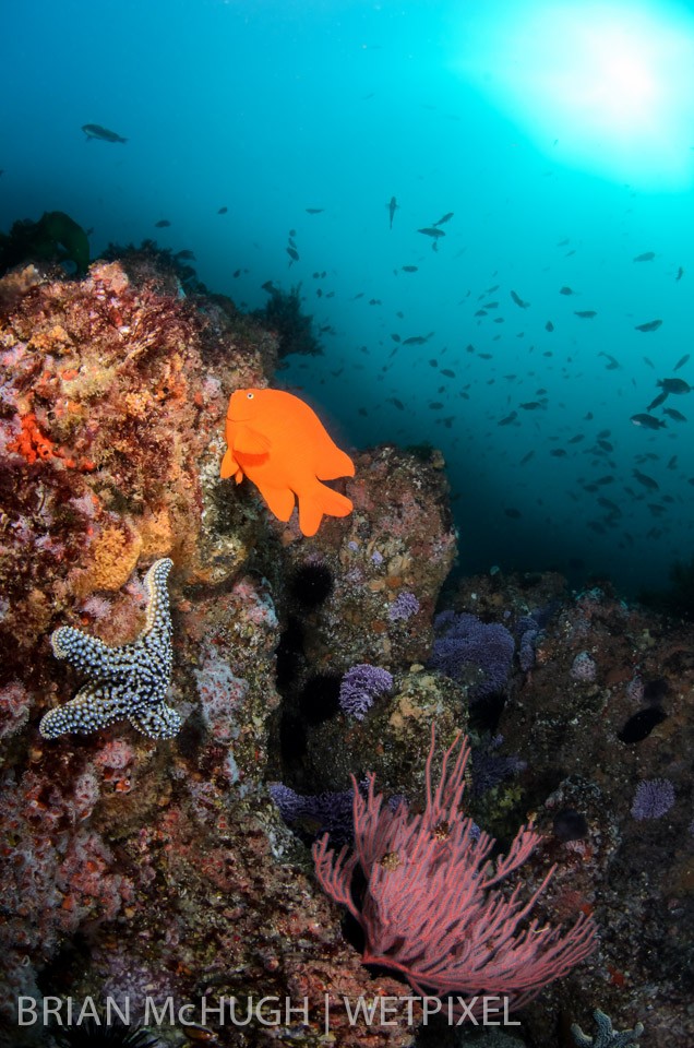 Reef at Farnsworth Banks, Catalina Island, California.