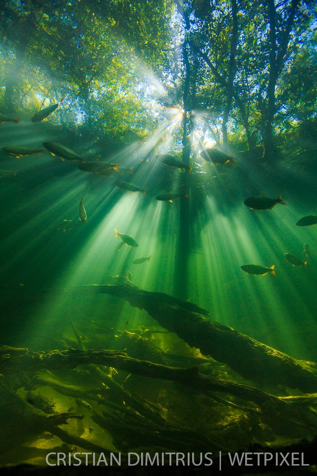 Fish swimming in the flooded forest.