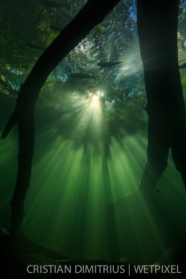 Underwater branches.