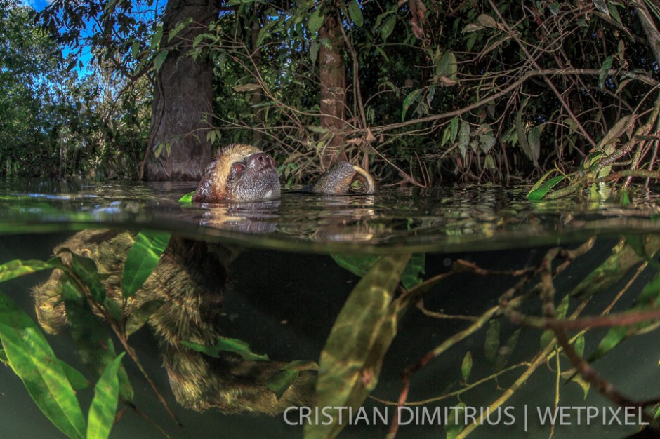 A sloth swims.