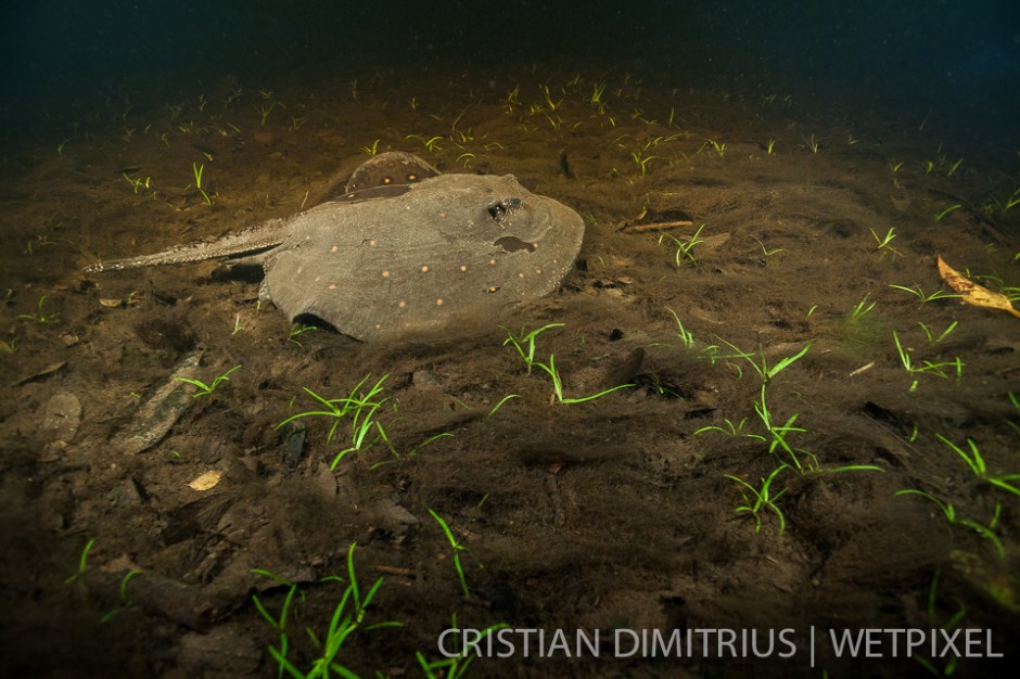 Freshwater sting ray on a night dive.