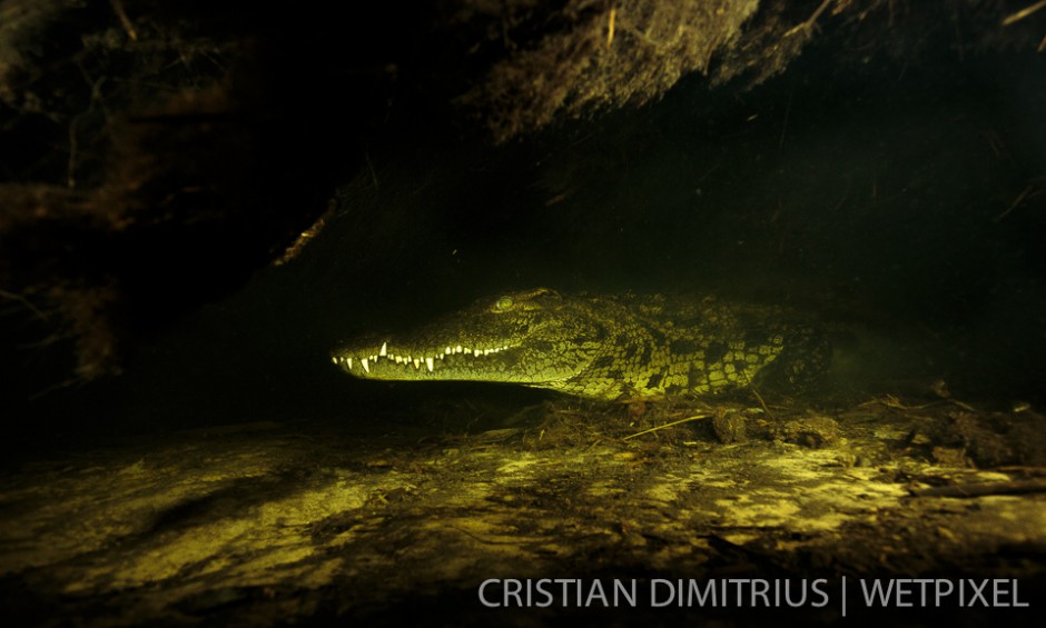 Nile crocodile hiding in a cave.