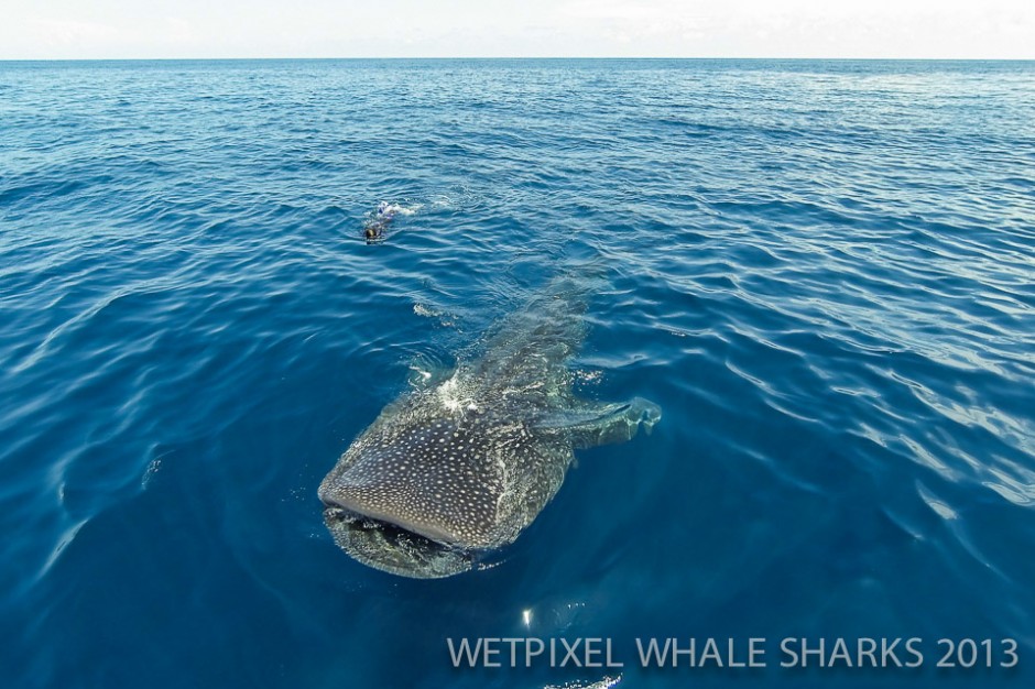 Eric Cheng: Quadcopter's view of a whale shark