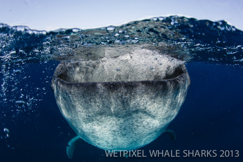 Eric Cheng: Whale shark gulping during a "botella".