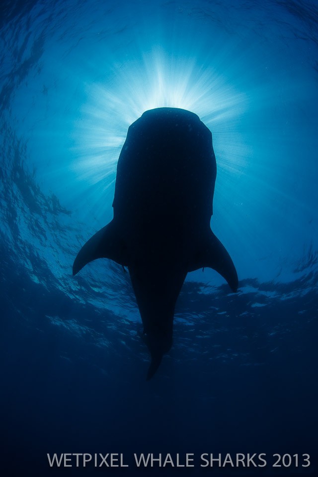 Eric Cheng: Under a whale shark