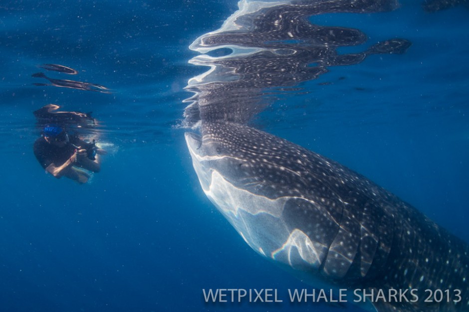 Terry Schuller: Photographer with whale shark.