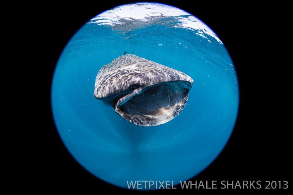Adam Hanlon: Whale shark circular fisheye