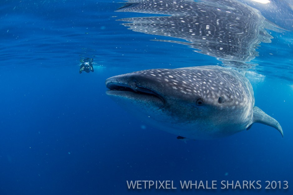 Adam Hanlon: Whale shark and snorkeller