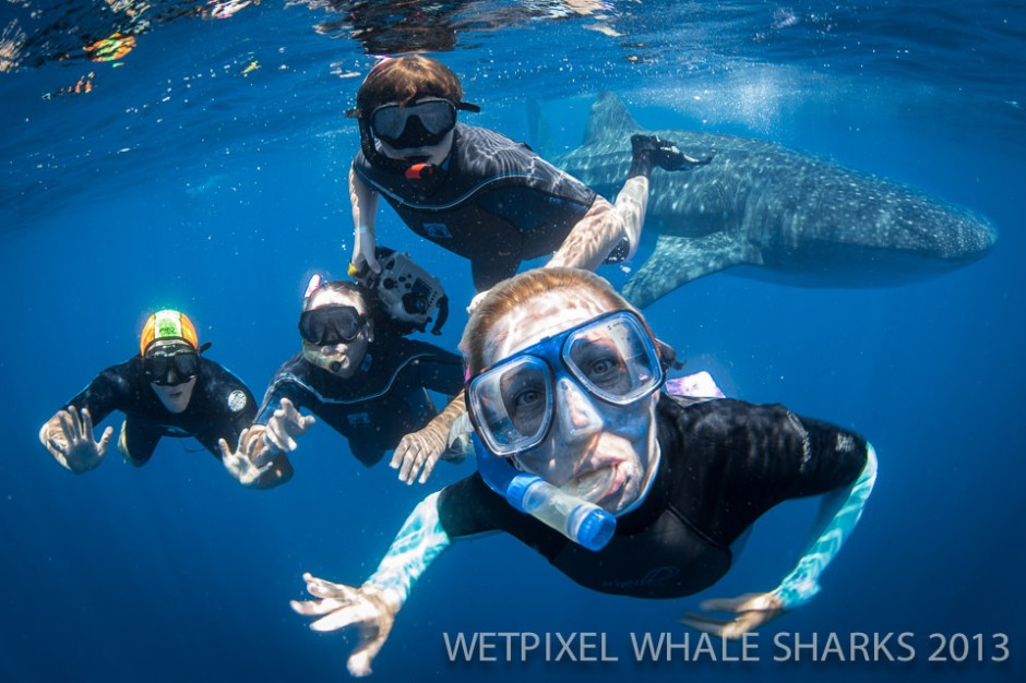 Erin Quigley: Swimming with Whale Sharks is a fantastic family adventure.