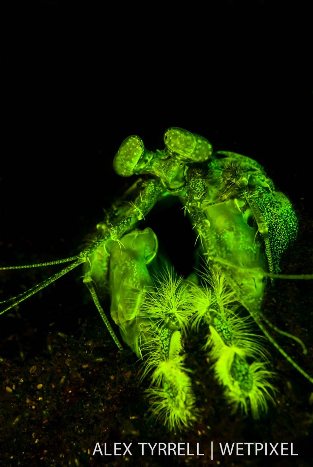 Lisas mantis shrimp (*Lysiosquillina lisa*). (2).