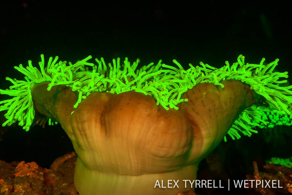 Magnificent sea anemone (*Heteractis magnifica*).