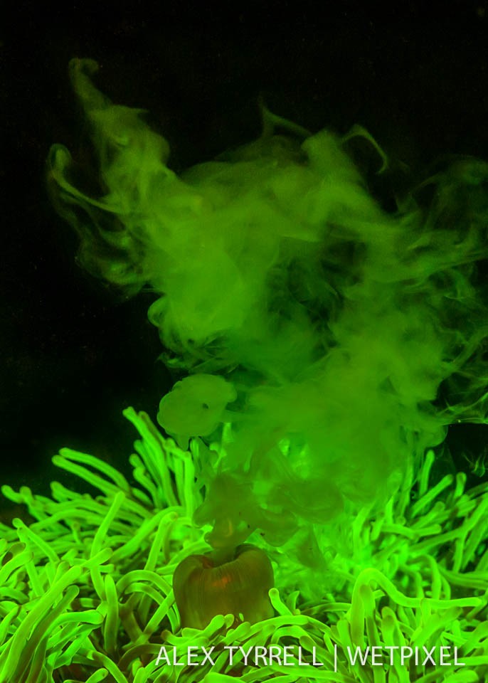 Spawning magnificent sea anemone (*Heteractis magnifica*).