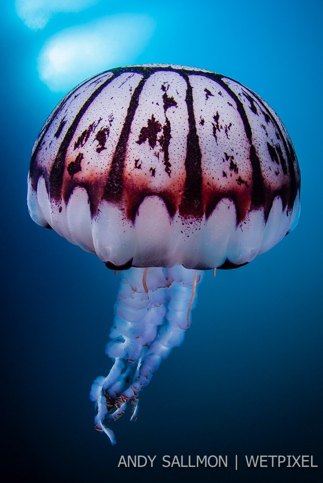 Purple-striped jellyfish (*Chrysaora colorata*)