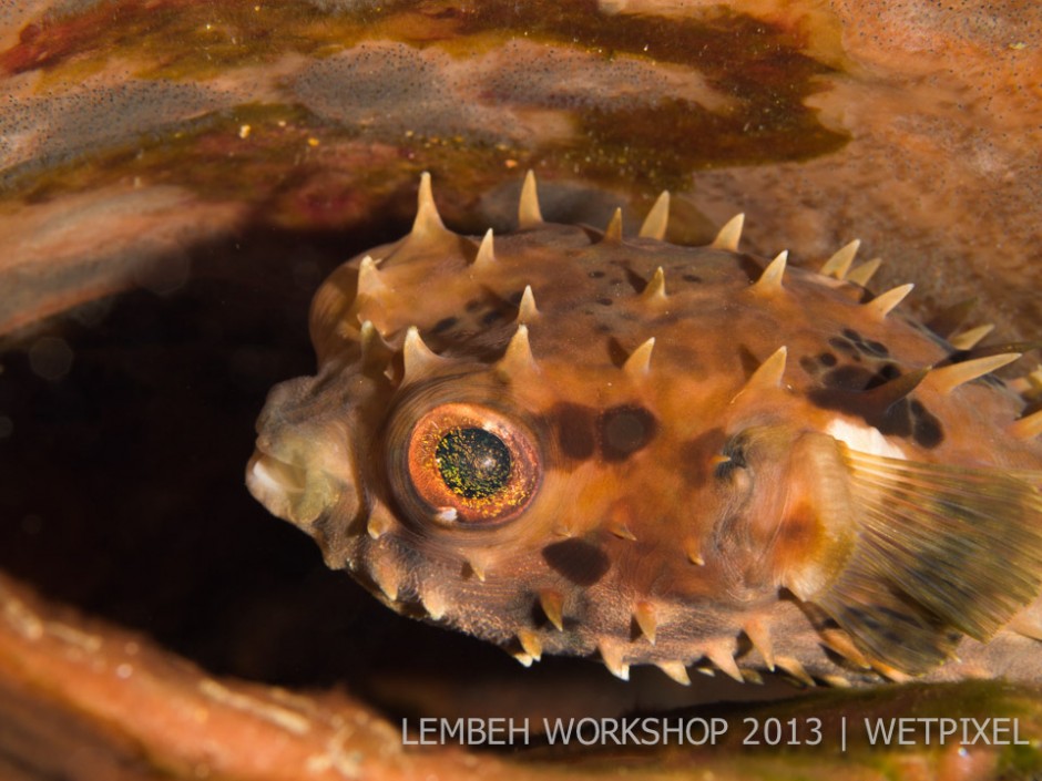 Burrfish (*Diodon holocanthus*) by Sandra Holloway.
