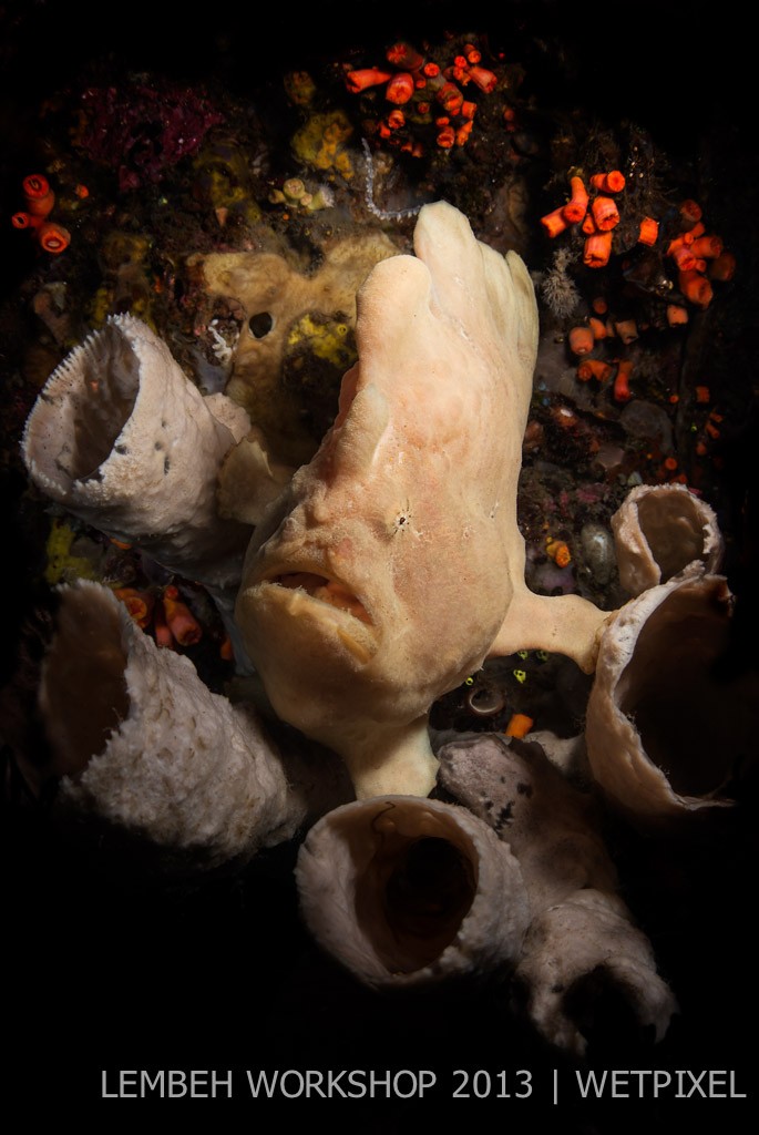 Giant frogfish (*Antennarius commerson*) by Tim Priest.