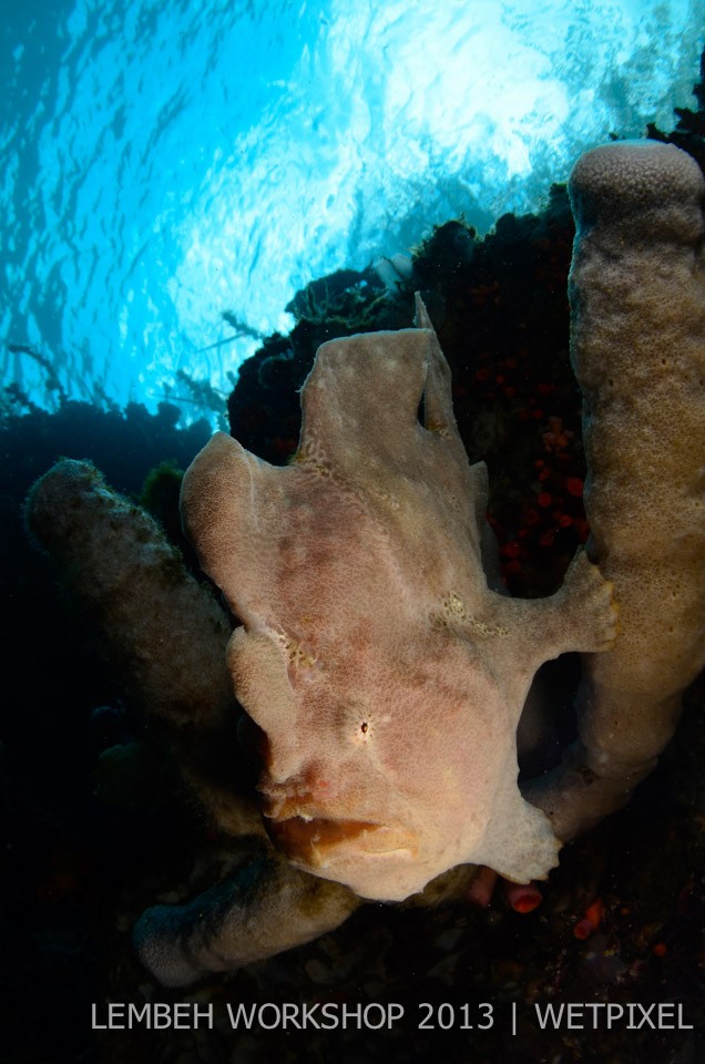 Giant frogfish (*Antennarius commerson*) by Arthur Kingdon.