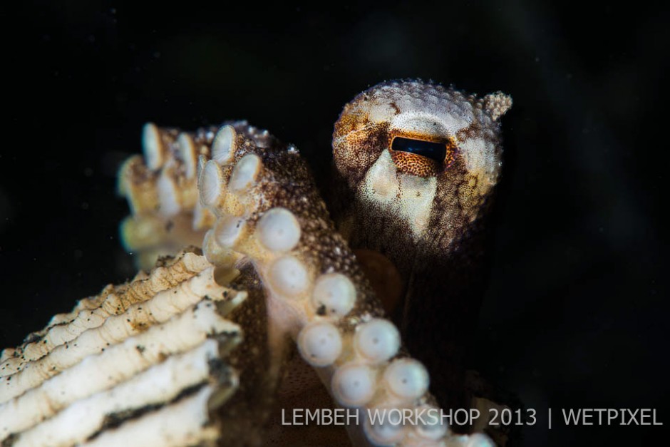 Coconut octopus (*Amphioctopus marginatus*) by Adam Hanlon. 