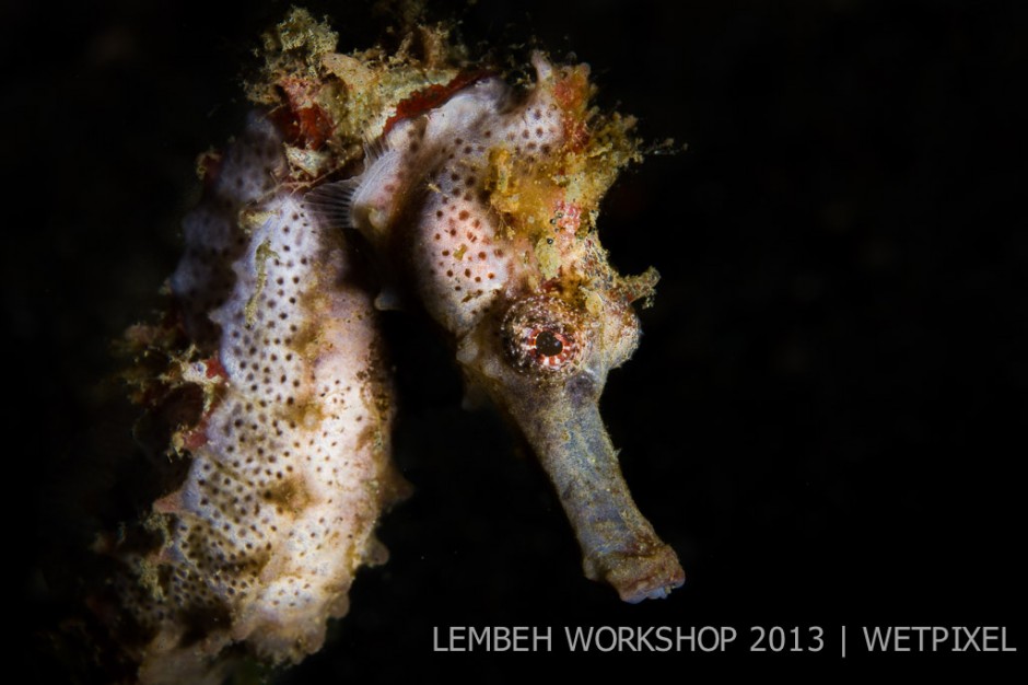 Common seahorse (*Hippocampus taeniopterus*) by Andy Deitsch