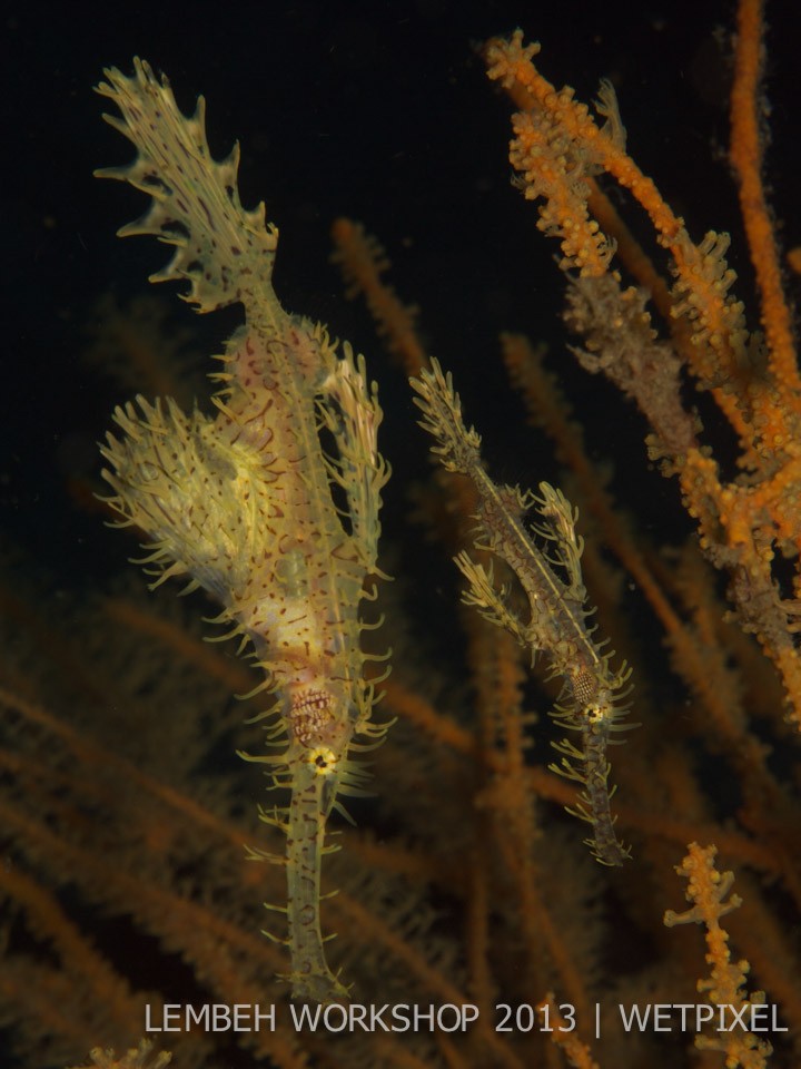 Ornate ghost pipefish (*Solenostomus paradoxus*) by Bruno Buzatto.