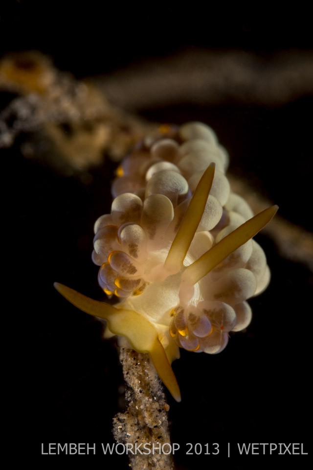 Nudibranch (*Cuthona yamasui*) by Terence Lee.