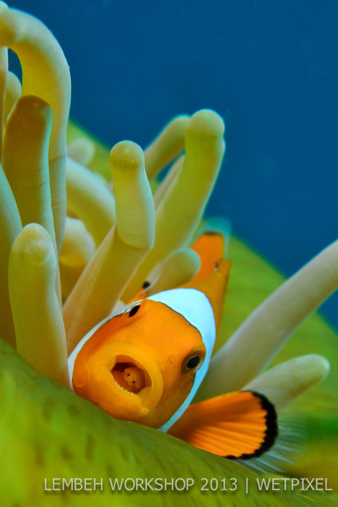 Clown anemonefish (*Amphiprion ocellaris*) by Danilo Trinchao Pires Rios.