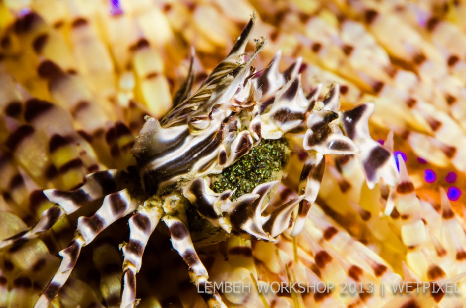 Zebra crab (*Zebrida adamsii*) by David Gordon. 