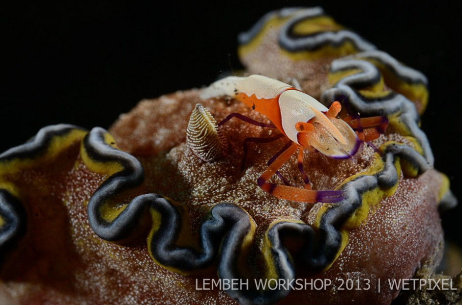 Emperor shrimp (*Periclimenes imperator*) on nudibranch by Eric Viala.