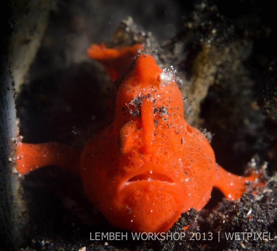Painted frogfish (*Antennarius pictus*) by Gill McDonald
