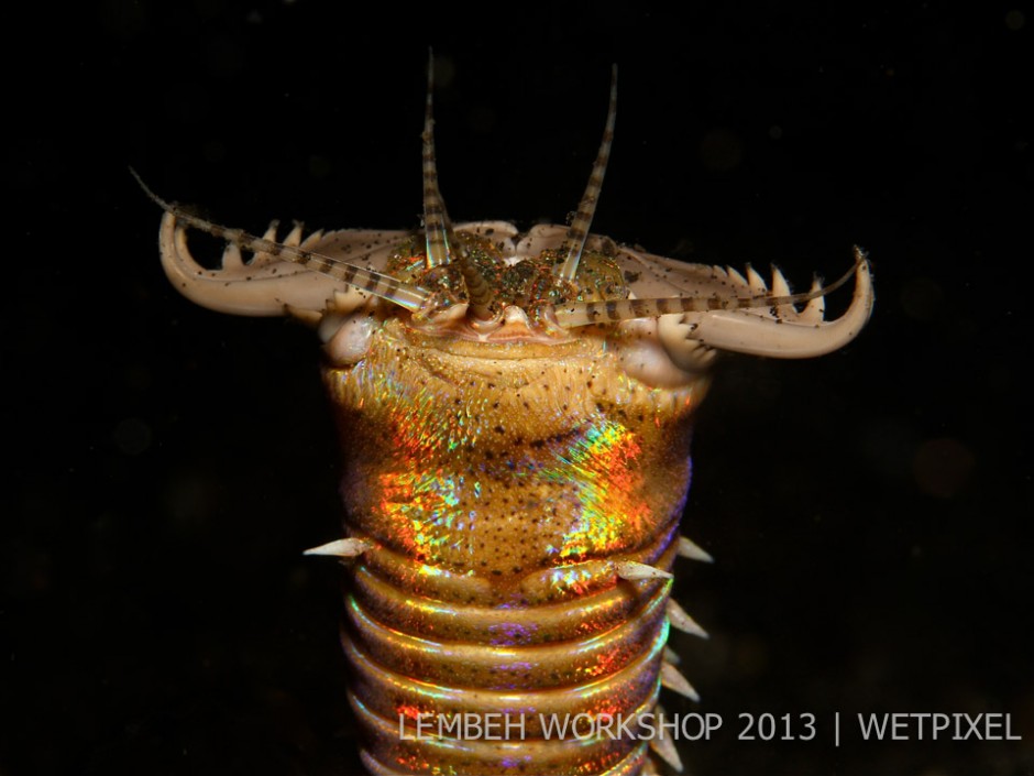 Bobbit worm (*Eunice aphroditois*) by Guy Carter.