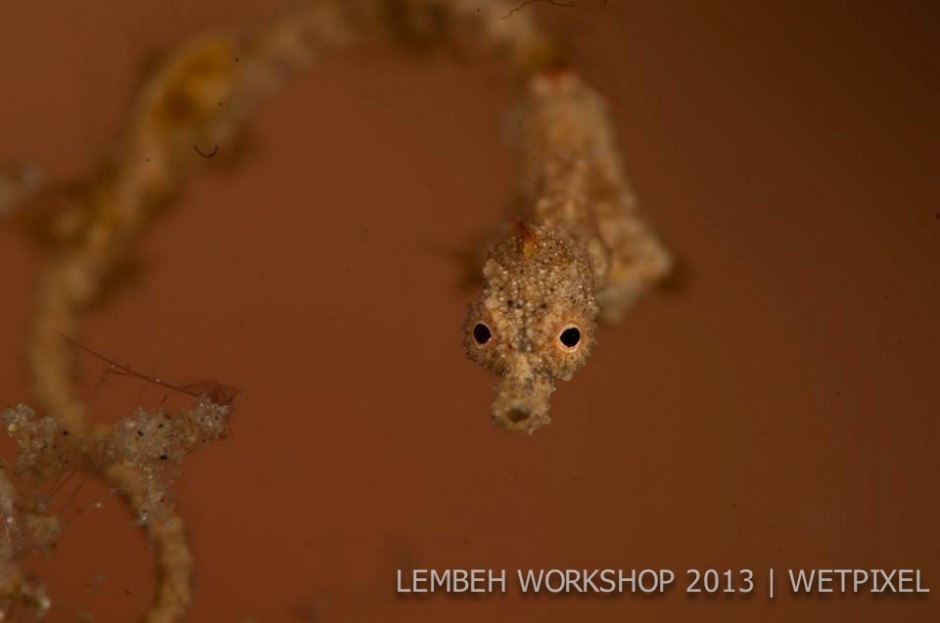 Lembeh seadragon (*Kyonemichthys rumengani*) by Jarret Brown.