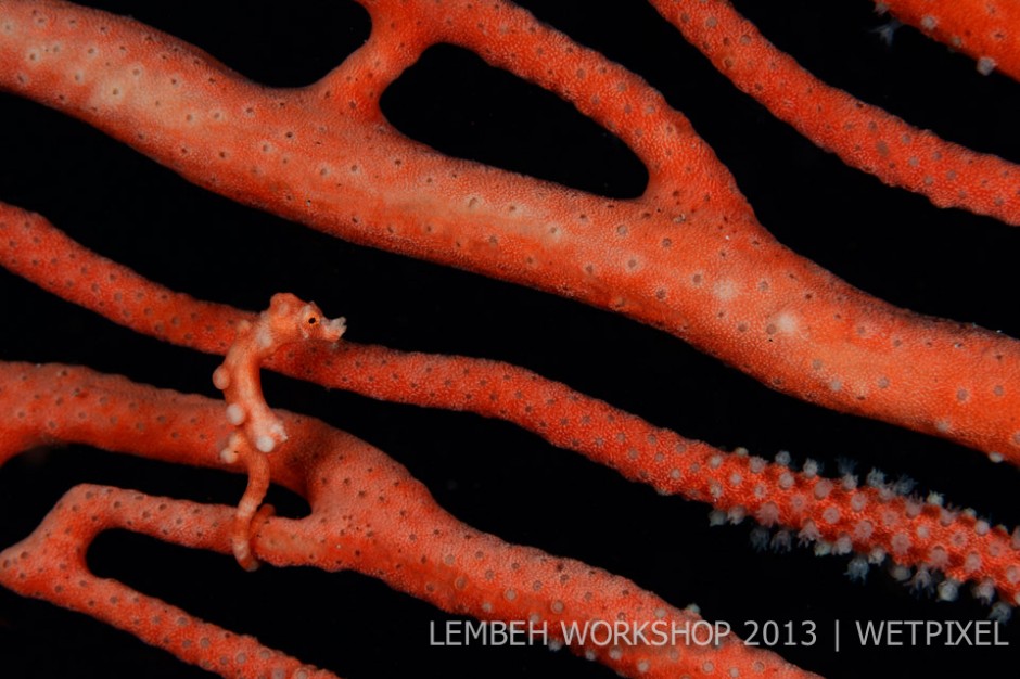 Pygmy seahorse (*Hippocampus denise*) by Jennie Soriano.