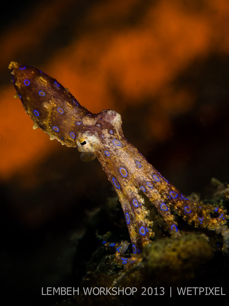 Blue ringed octopus (*Hapalochlaena maculosa*) by Mieke van der Kruijs.