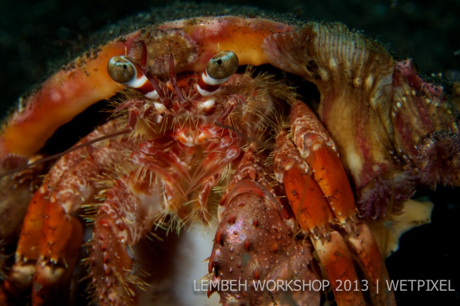Hermit crab Hermit crab (*Darnadus megistos*) by Walmyr Buzatto.