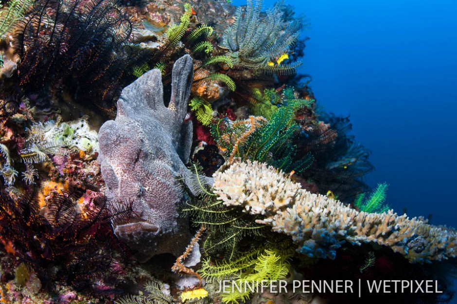 A giant frogfish (*Antennarius commerson* uses a crinoid-mustache disguise to blend into the bommie