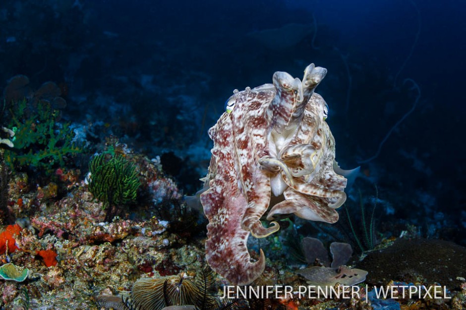 A cuttlefish attempts to camouflage itself.