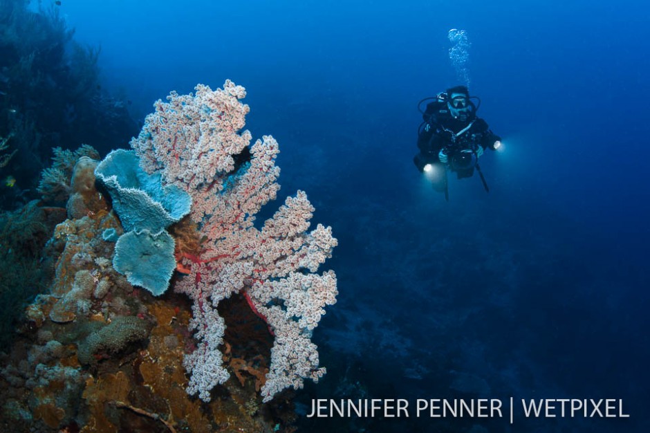 Healthy reefs and good visibility abound in Komodo National Park.