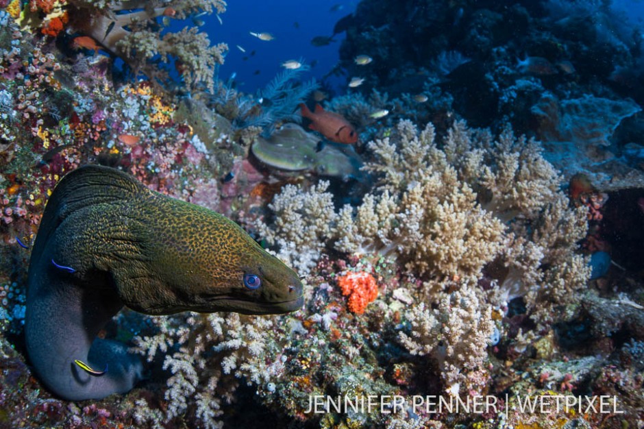 A large green moray eel (*Gymnothorax funebris*)  makes its home on the sloping reef.