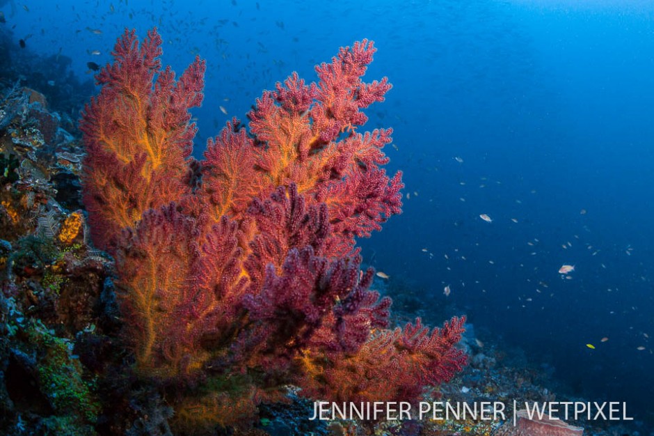 The bright, richly hued colors on the reef in Komodo National Park are astounding.