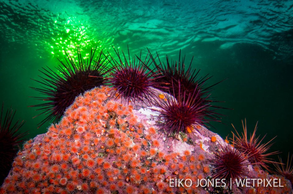 Red Sea Urchins backlit by the setting sun perch on a rock encrusted with Strawberry Anenomes (*Corynactis californica*) at Whiskey Point, Quadra Island, BC