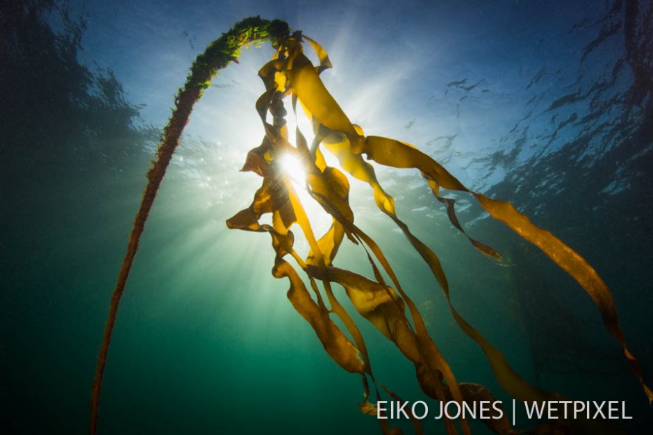 Bull Kelp backlit by sunshine streaming through the surface of the ocean in Browning Passage, British Columbia