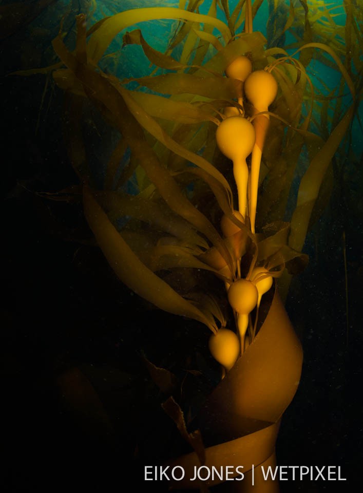 Bull Kelp fronds wrap around themselves in the midst of a kelp forest near Telegraph Cove, BC